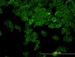 CAP2 Antibody (monoclonal) (M01)
